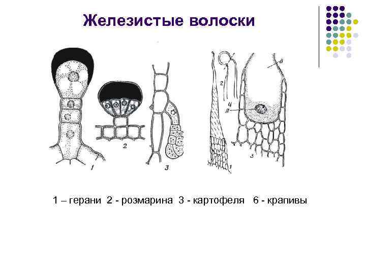Железистые волоски 1 – герани 2 - розмарина 3 - картофеля 6 - крапивы