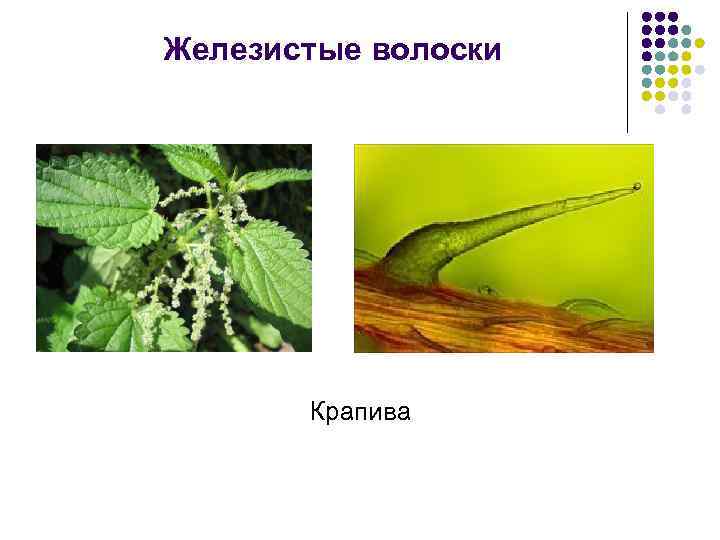 Железистые волоски Крапива 