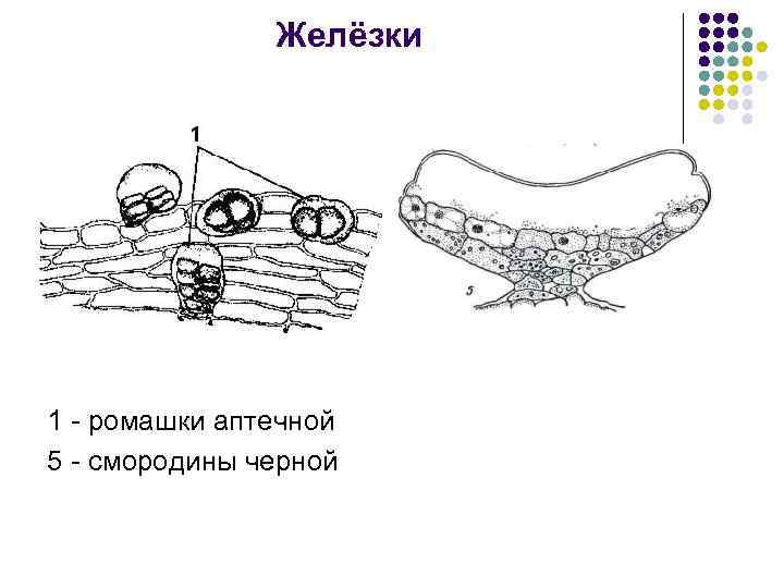 Желёзки 1 - ромашки аптечной 5 - смородины черной 