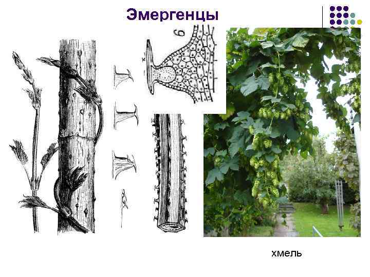 Эмергенцы хмель 