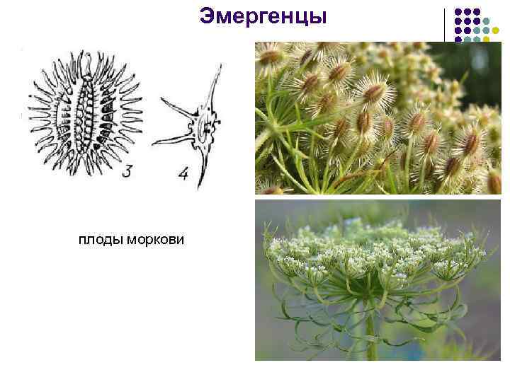 Эмергенцы плоды моркови 