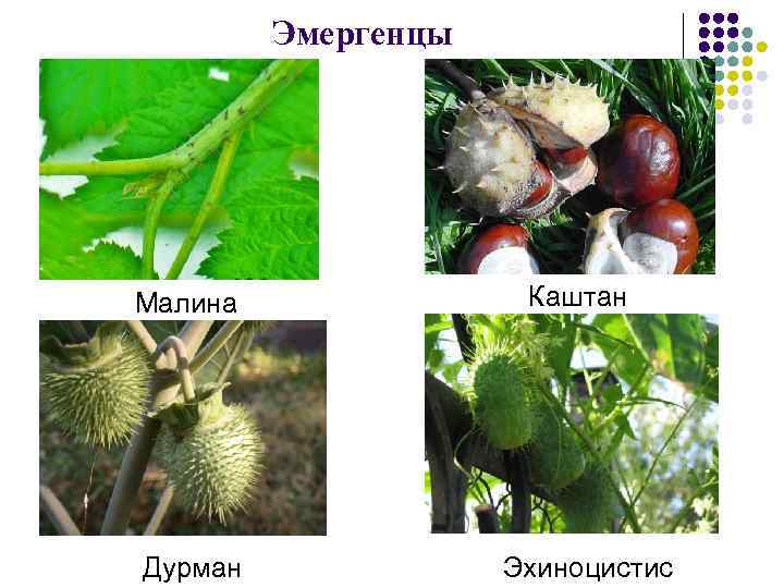 Эмергенцы Малина Дурман Каштан Эхиноцистис 