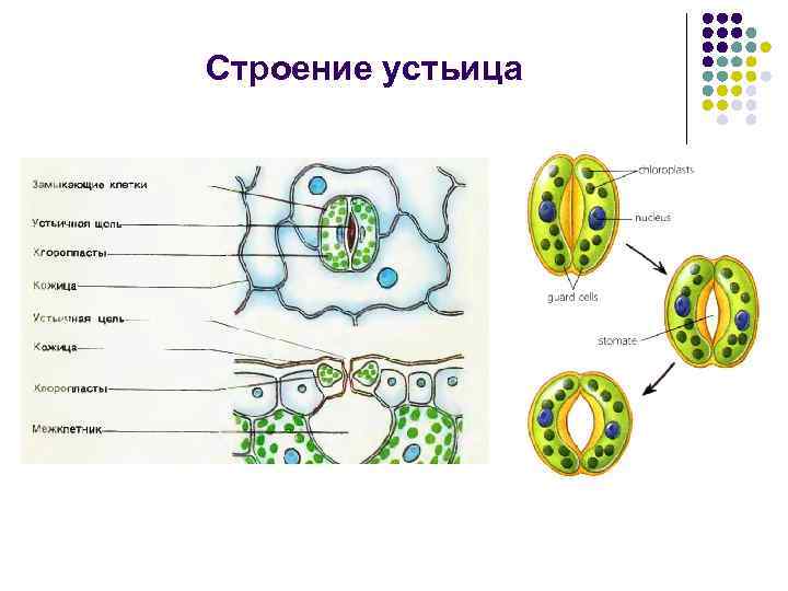 Строение устьица 