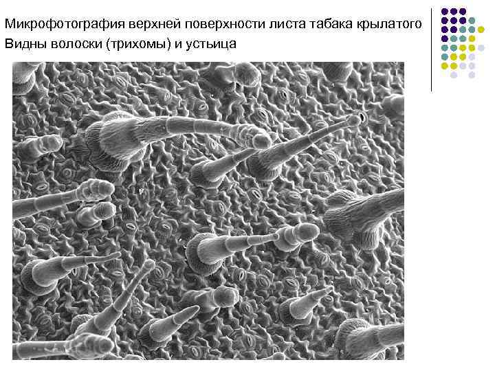 Микрофотография верхней поверхности листа табака крылатого Видны волоски (трихомы) и устьица 