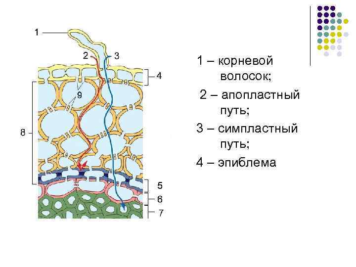 Симпластный апопластный вакуолярный пути транспорта веществ и их значение презентация