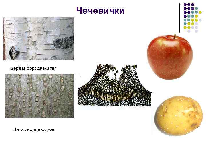 Чечевички Берёза бородавчатая Липа сердцевидная 