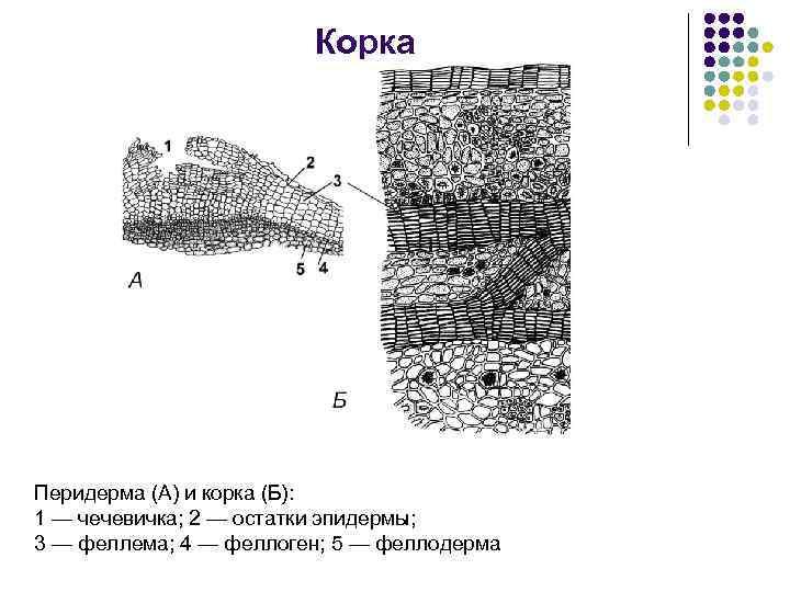 Корка Перидерма (А) и корка (Б): 1 — чечевичка; 2 — остатки эпидермы; 3