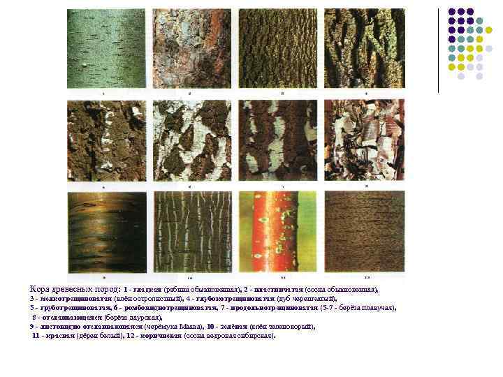 Кора древесных пород: 1 - гладкая (рябина обыкновенная), 2 - пластинчатая (сосна обыкновенная), 3