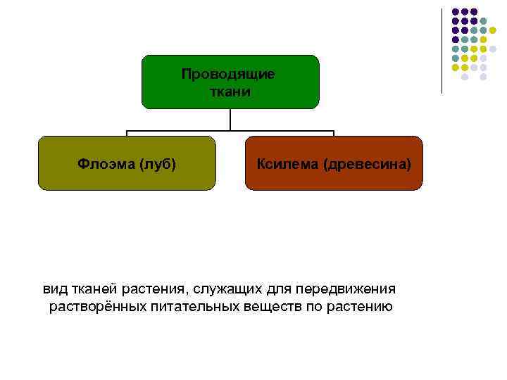 Проводящие ткани Флоэма (луб) Ксилема (древесина) вид тканей растения, служащих для передвижения растворённых питательных