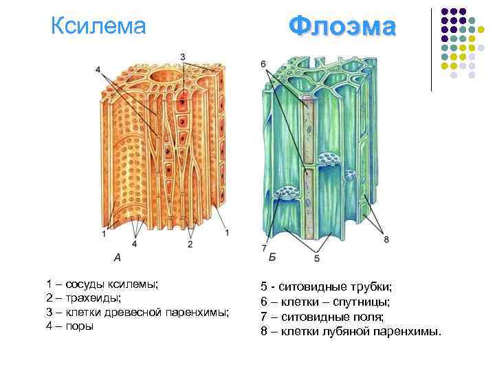 Ксилема 1 – сосуды ксилемы; 2 – трахеиды; 3 – клетки древесной паренхимы; 4