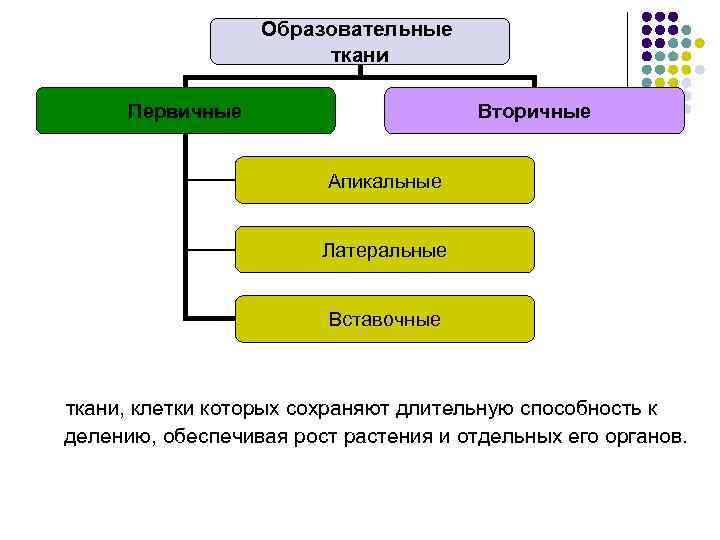 Группа образовательных тканей