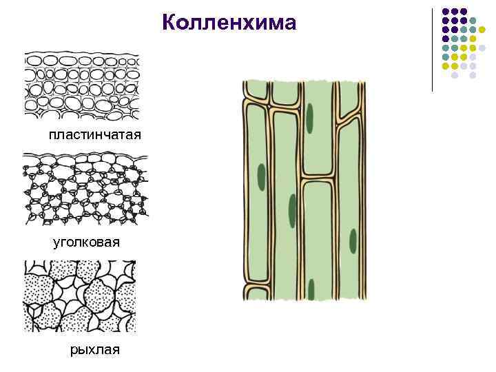 Колленхима пластинчатая уголковая рыхлая 