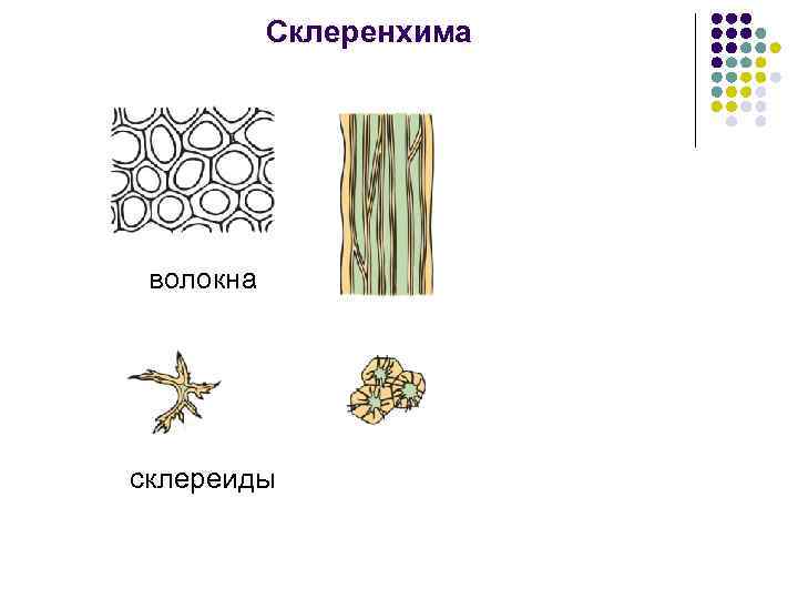 Склеренхима волокна склереиды 
