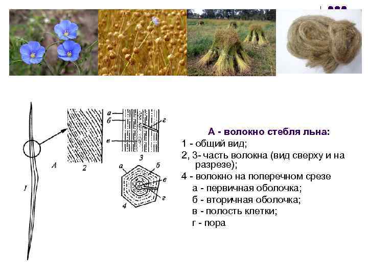  А - волокно стебля льна: 1 - общий вид; 2, 3 - часть