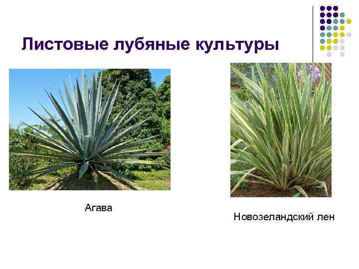 Листовые лубяные культуры Агава Новозеландский лен 