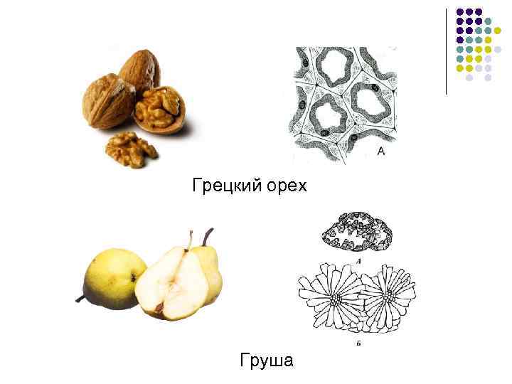 Грецкий орех Груша 