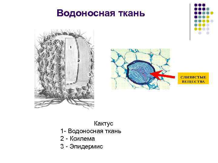 Водоносная ткань Кактус 1 - Водоносная ткань 2 - Ксилема 3 - Эпидермис 