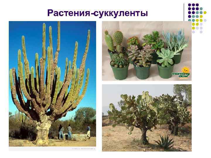 Растения-суккуленты 