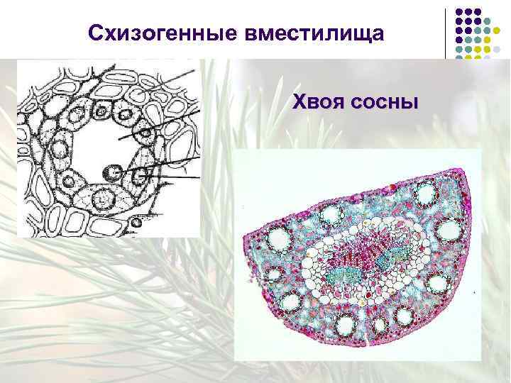Схизогенные вместилища Хвоя сосны 