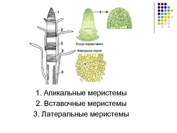 1. Апикальные меристемы 2. Вставочные меристемы 3. Латеральные меристемы 