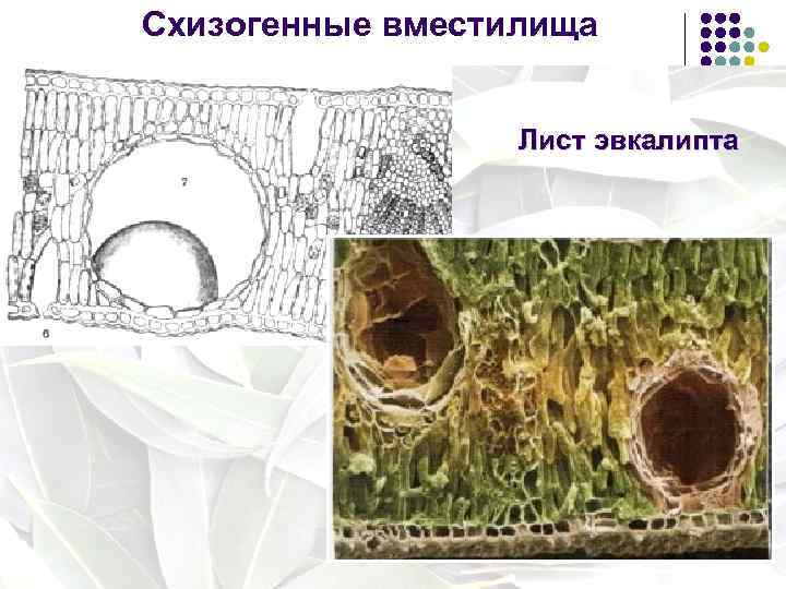 Схизогенные вместилища Лист эвкалипта 