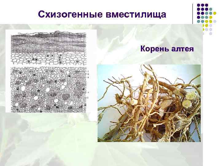 Схизогенные вместилища Корень алтея 