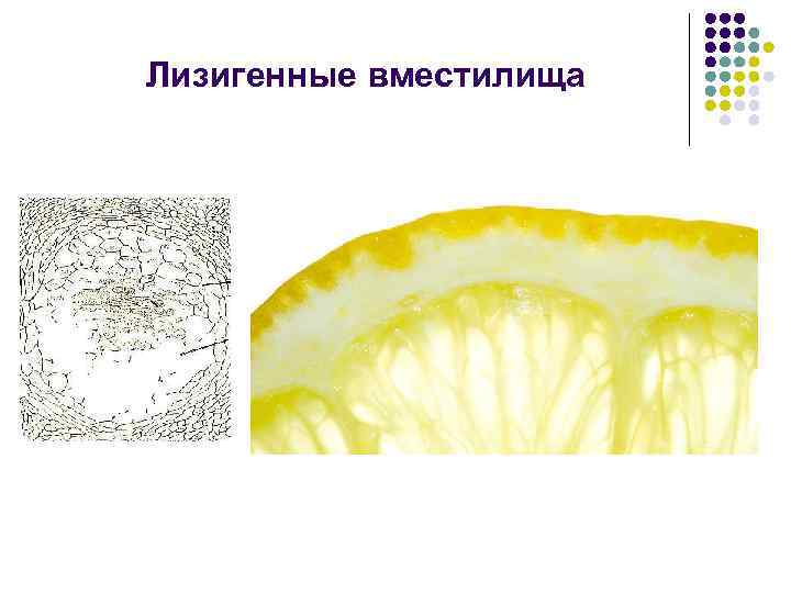 Лизигенные вместилища 