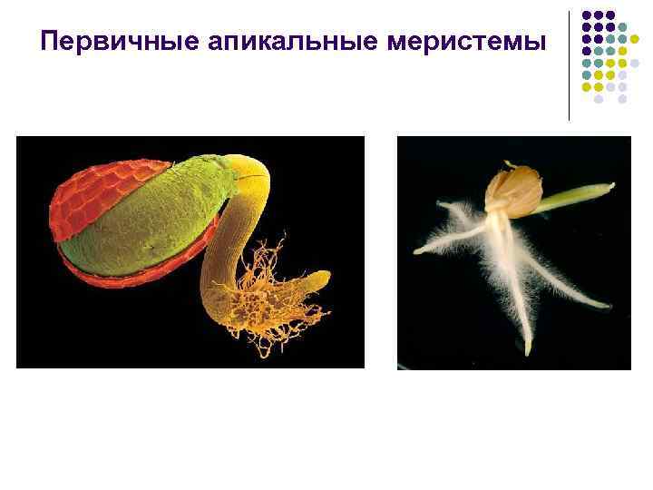 Первичные апикальные меристемы 