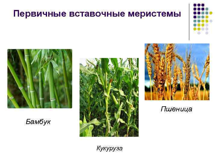 Первичные вставочные меристемы Пшеница Бамбук Кукуруза 
