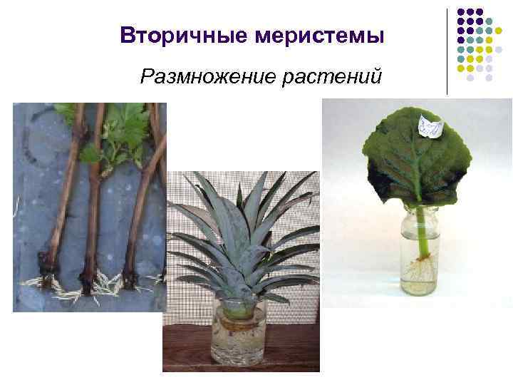 Вторичные меристемы Размножение растений 