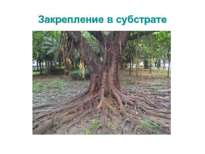 Закрепление в субстрате 