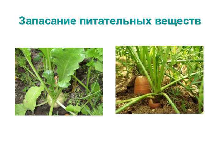 Запасание питательных веществ 