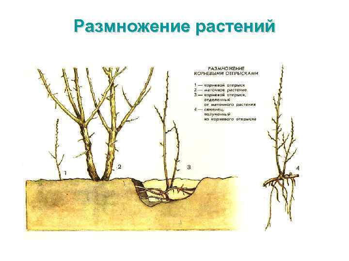 Размножение растений 