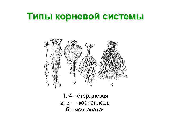 Типы корневой системы 1, 4 - стержневая 2, 3 — корнеплоды 5 - мочковатая