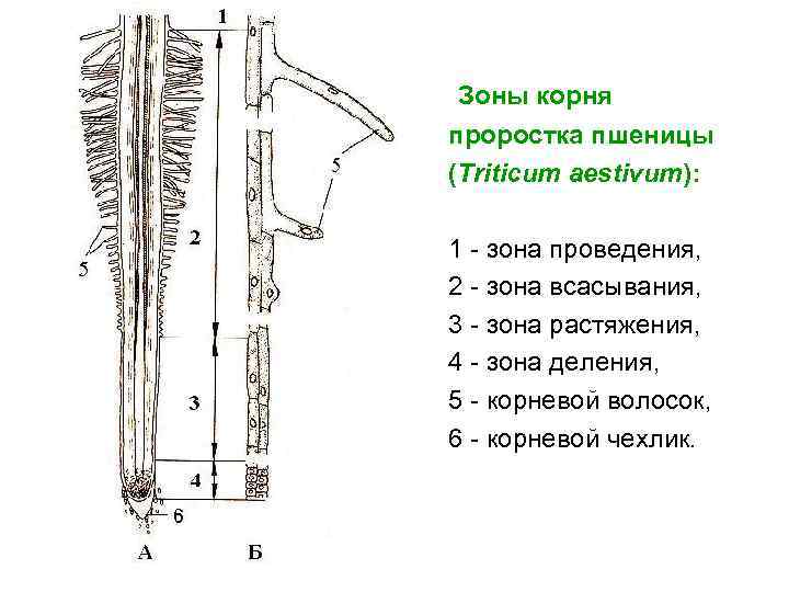 Зоны корня проростка пшеницы (Triticum aestivum): 1 - зона проведения, 2 - зона
