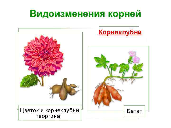 Видоизменения корней Корнеклубни 