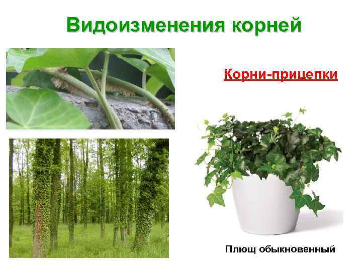 Видоизменения корней Корни-прицепки Плющ обыкновенный 