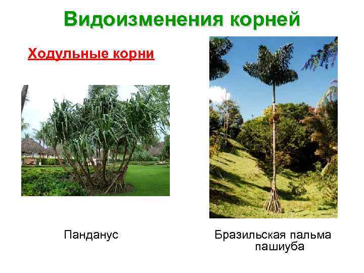 Видоизменения корней Ходульные корни Панданус Бразильская пальма пашиуба 