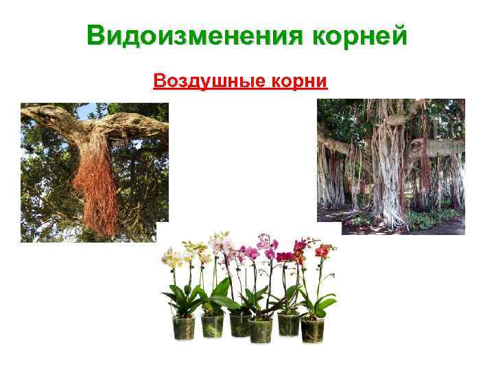 Видоизменения корней Воздушные корни 