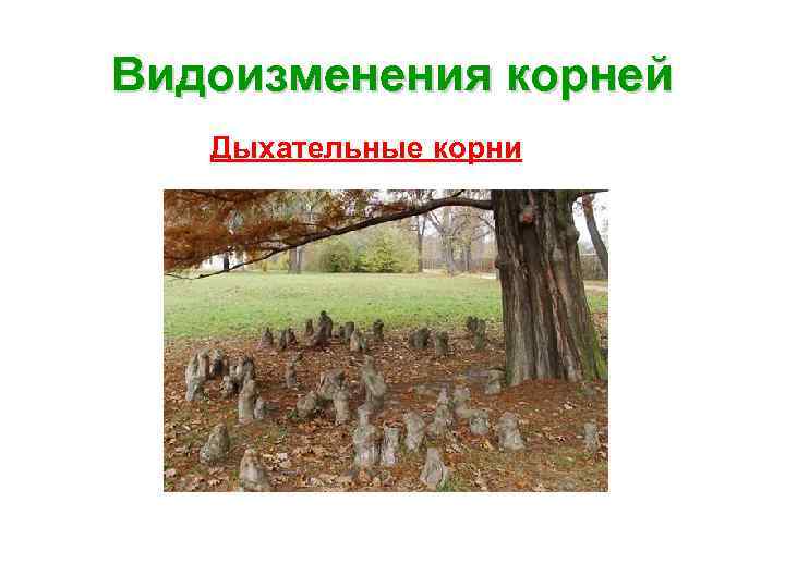 Дыхательные корни фото