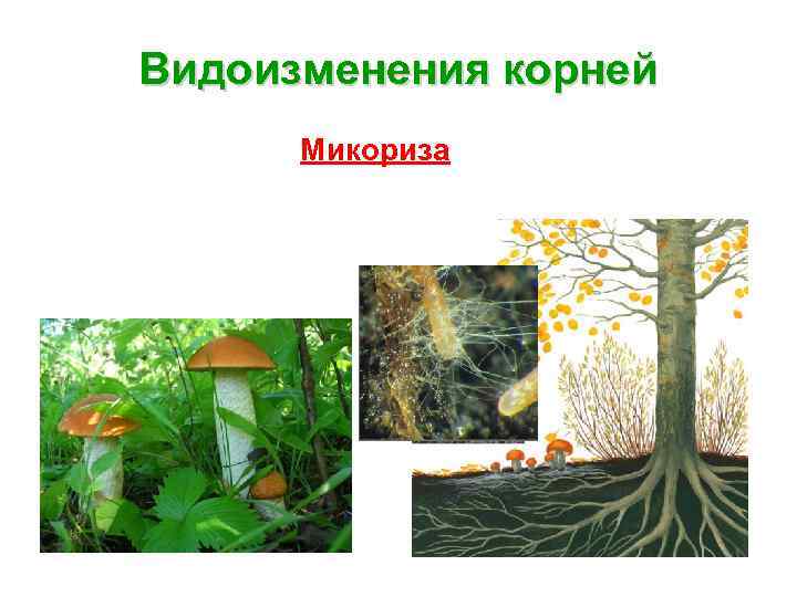 Видоизменения корней Микориза 
