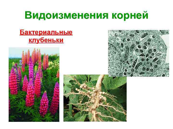 Видоизменения корней Бактериальные клубеньки 
