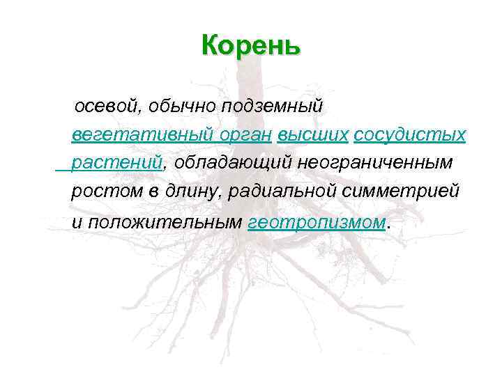 Корень осевой, обычно подземный вегетативный орган высших сосудистых растений, обладающий неограниченным ростом в длину,