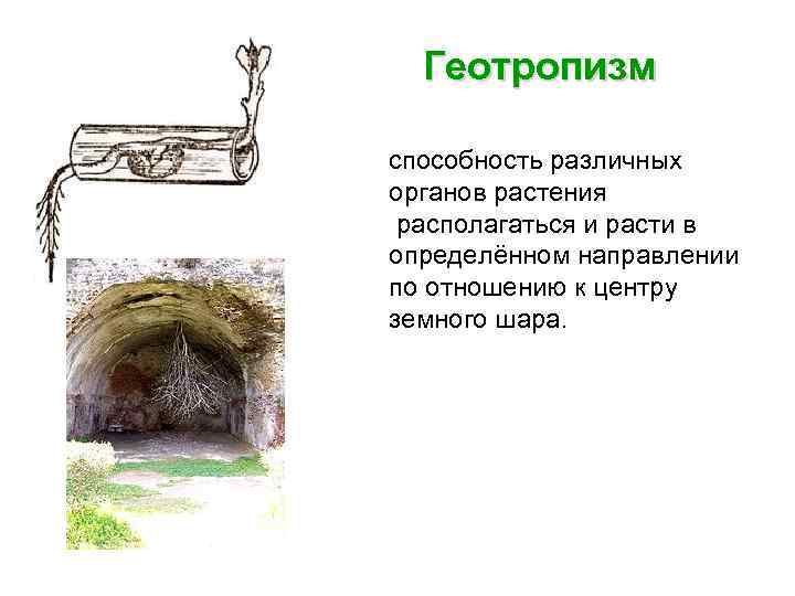 Геотропизм способность различных органов растения располагаться и расти в определённом направлении по отношению к