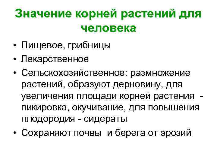 Значение корней растений для человека • Пищевое, грибницы • Лекарственное • Сельскохозяйственное: размножение растений,
