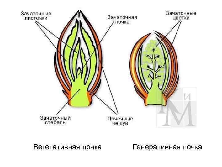 Изображение генеративной почки