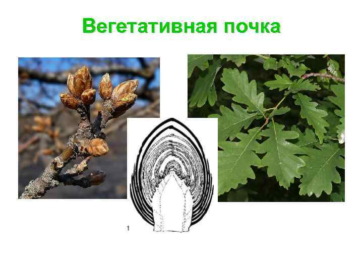 Вегетативная почка 