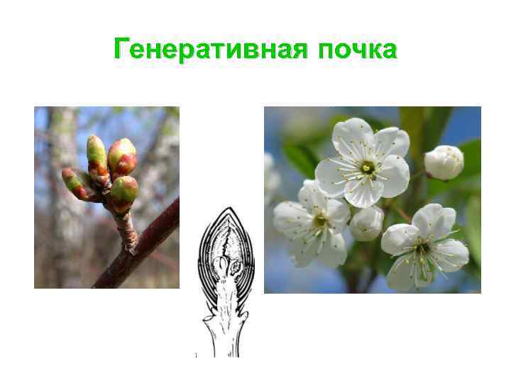 Генеративная почка 