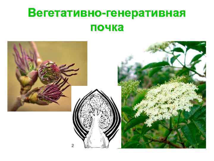 Вегетативно-генеративная почка 
