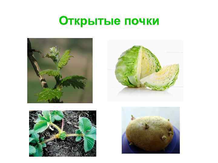 Открытые почки 
